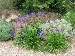 Agapanthus can be planted directly in the garden, but growing agapanthus in pots is very easy and click the article that follows to learn more about planting agapanthus in containers and care for you might also like… agapanthus dividing agapanthus plants: Planting Caring For And Dividing Agapanthus Mygarden Com