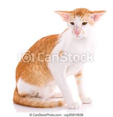 Are oriental shorthair hypoallergenic cats? Oriental Shorthair Cat On White Oriental Shorthair Cat Sitting On White Background Canstock