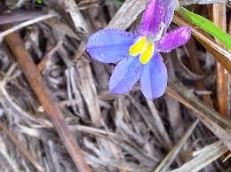 Image result for Monopsis decipiens