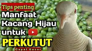 7 penyebab perkutut tidak mau bunyi dan cara mengatasinya. Manfaat Kacang Ijo Untuk Perkutut Penting Youtube