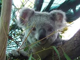Australian Wildlife Pics Wildlife Warriors Nab That Job In Australia Cute Animals Koala Koala Bear