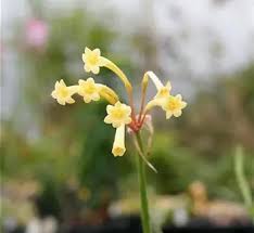 Image result for Cyrtanthus mackenii