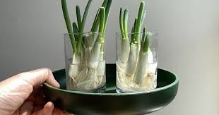 Maybe you would like to learn more about one of these? Cara Menanam Daun Bawang Dengan Mudah Pakai Sisa Bahan Di Dapur Bisa Hipwee Line Today