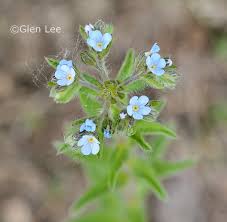 Image result for Blumea squarrosa