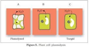 As the central vacuole shrinks, it leaves the cell wall unsupported. When A Living Plant Cell Loses Water Through Osmosis There Is Contraction Of The Contents Of The Cell Brainly In
