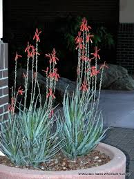 We are staying updated on all recent developments and our primary concerns is to our clients · how to trim an aloe vera plant. Aloe X Blue Elf Mountain States Wholesale Nursery