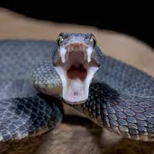 If you end up fighting other snakes make sure you aim for the tails and not the deadly head, you. How Snake Fangs Evolved To Perfectly Fit Their Food