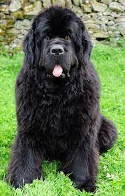 Pin By Stanislav On Furry Bundles Of Love Newfoundland Dog Dog Breeds Dogs