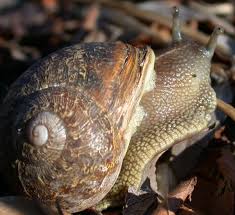 The audio is always in english; Snail Wiktionary