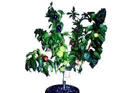 Select from apple, cherry, peach and many more. Fruit Salad Trees Bear 6 Different Kinds Of Fruit On One Plant