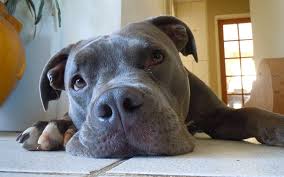 Use petfinder to find adoptable pets in your area. The 300 Best Pitbull Names For Your New Puppy