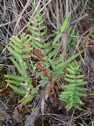 Image result for Pellaea dura