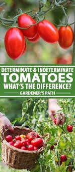 After getting almost three feet tall, the determinate tomato plants stop growing while the indeterminate tomato plants keep growing. Should You Grow Determinate Or Indeterminate Tomatoes Gardener S Path