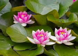 Image result for Nymphaea divaricata