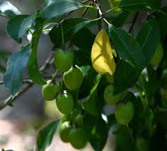 Image result for Mimusops zeyheri