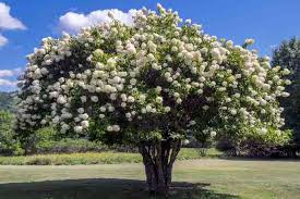 Image result for Polyspatha paniculata