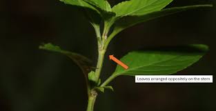 Image result for Dyschoriste nagchana