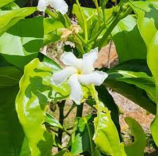 Image result for Tabernaemontana inconspicua