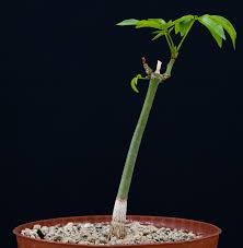 Image result for Bombax rhodognaphalon