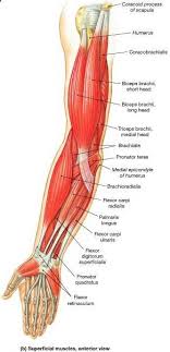 These Muscles Are Involved Of Flexion And Extension Of The Forearm At The Elbow Joint Musculos Do Corpo Humano Cinesiologia Terapia Da Mao