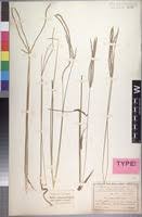 Image result for Digitaria milanjiana