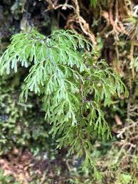 Image result for Hymenophyllum capillare