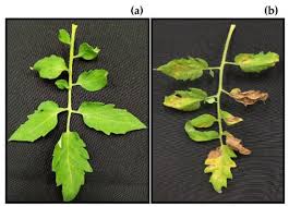 Activity of Aqueous Extracts from Native Plants of the Yucatan Peninsula  against Fungal Pathogens of Tomato In Vitro and from Croton chichenensis  against Corynespora cassiicola