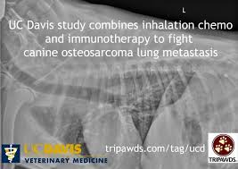 Get real answers about lung cancer from people living with lung cancer. Uc Davis Inhalation Chemotherapy Study For Dogs Fights Lung Metastasis Tripawds