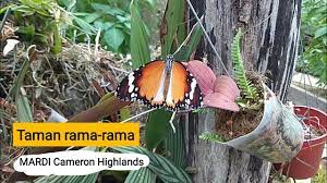 Cactus valley, pekan lama, brinchang, 39100, cameron high. Butterfly Park Cameron Highlands Mardi Taman Rama Rama Mardi Cameron Highlands Youtube