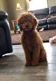 Well you're in luck, because here they come. Murphy Irish Doodle Father Poodles 2 Doodles