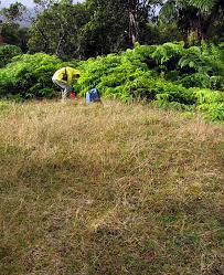 Image result for Axonopus flexuosus