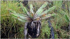Image result for Euphorbia mlanjeana