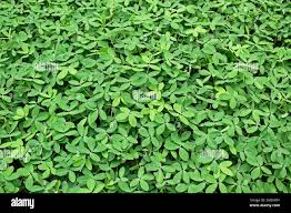 Image result for Arachis