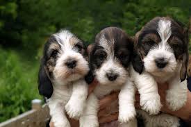 Grand basset griffon vendeen basics. Entzuckende Hund Welpen Frankreich Grand Basset Griffon Vendeen Beine Tier Poster Stoff Silk Poster Drucken 98789 Poster Print Silk Posteranimal Poster Aliexpress