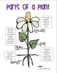Parts Of A Plant Http Www Teacherspayteachers Com Product Plant Life Cycle Anchor Charts Freebie Plant Life Cycle Science Poster Plant Science