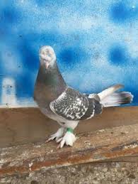 Tepeli Boz Pigeonturkey Allah Pigeon Good Love Forever Guvercin Guvercinler Kus Ucankuslar Taklaci Oyunkusu Musul Irak Batman Diy Pinterest