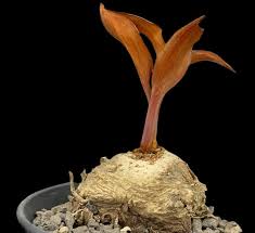 Image result for Eriospermum mackenii