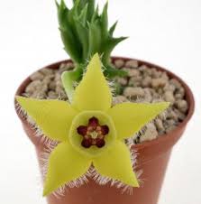 Image result for Orbea semota