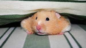 Wild Hamster The Intriguing Story Behind The Household Pet