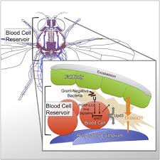 Antimatter relay is a part of the equivalent exchange mod. Adult Drosophila Lack Hematopoiesis But Rely On A Blood Cell Reservoir At The Respiratory Epithelia To Relay Infection Signals To Surrounding Tissues Sciencedirect