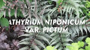 Image result for Athyrium newtonii