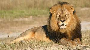 Löwe video review covering the main vehicle characteristics and its combat behavior. Auch Der Sohn Von Lowe Cecil Soll Erschossen Worden Sei Panorama Sz De