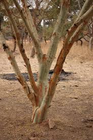 Image result for Acacia seyal
