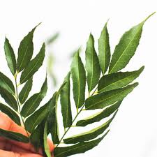 Curry leaves también ofrece comida para llevar que puedes pedir llamando al restaurante al 020 7228 0010. Ø¹Ø±Ù‚ÙŠ Ù†Ø­Ø§Ø³ Ù…Ø§Ø¦Ù„ Curry Leaves Plant In New Jersey Cafedonramon Com