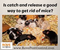 Pest control professionals will be able to assess your property and find the source of the problem quickly. Is Catch And Release A Good Way To Get Rid Of Mice And Strategy For Rodent Control Rove Pest Control