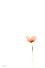 Iphone 2018 Wallpaper Iphone Xs Max 2018 Wallpapers Iphone 2018 Wallpapers Iphone Xs Max Background Iphone Xs M Flowers Minimalist Wallpaper Plant Wallpaper
