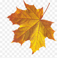 119 likes · 3 talking about this. Warna Daun Musim Gugur Daun Maple Maple Jepang Daun Maple Leaf Maple Leaf Png Pngwing