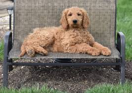 Meet Tessa F1b Female Goldendoodle For Sale In Syracuse Indiana Goldendoodlepuppies Goldendoodle Funny Cat Gifts Puppies Miniature Goldendoodle Puppies