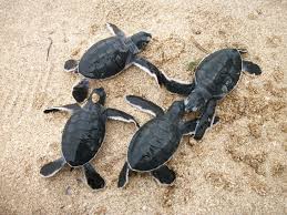Marine National Park & Wildlife Sanctuary | National Parks | PCCF & HoFF