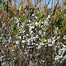 Image result for Myrica kandtiana
